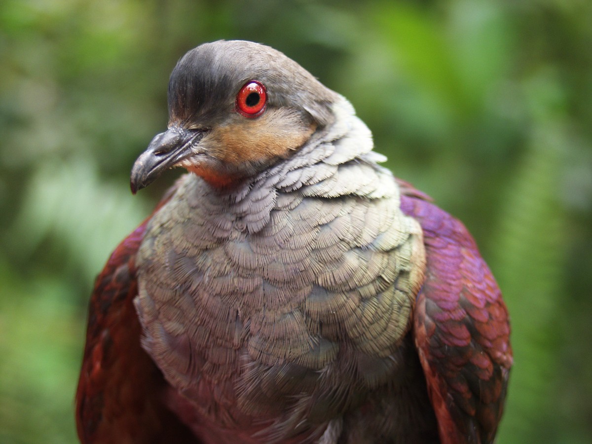 Crested Quail-Dove - ML640446974