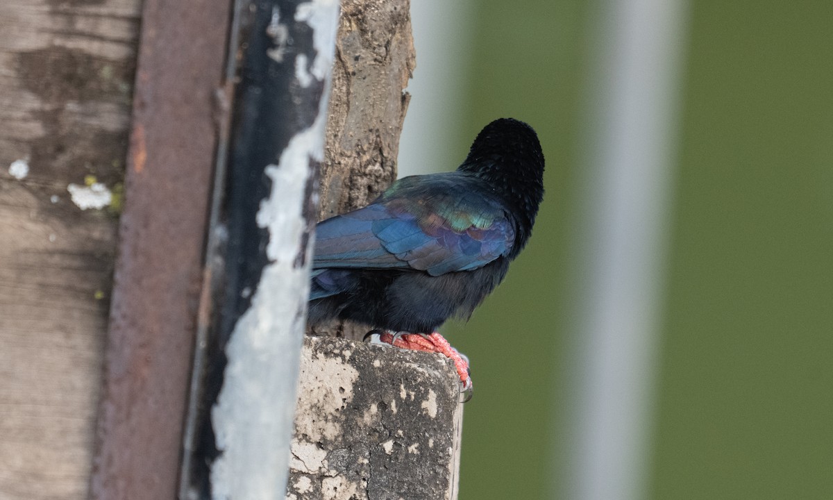 Green Woodhoopoe - ML640447000