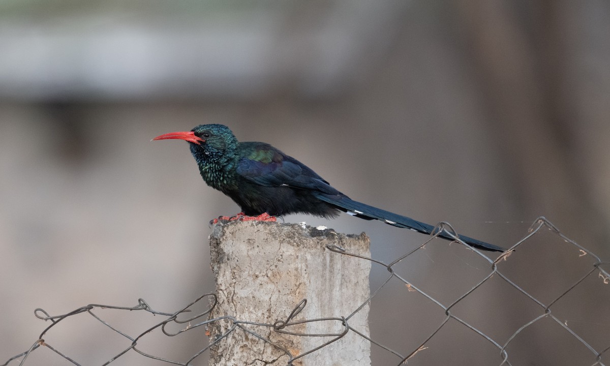 Green Woodhoopoe - ML640447001