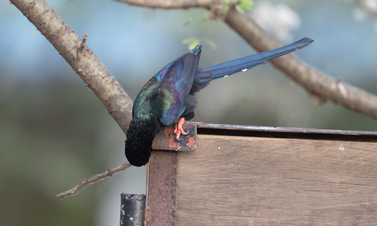 Green Woodhoopoe - ML640447004