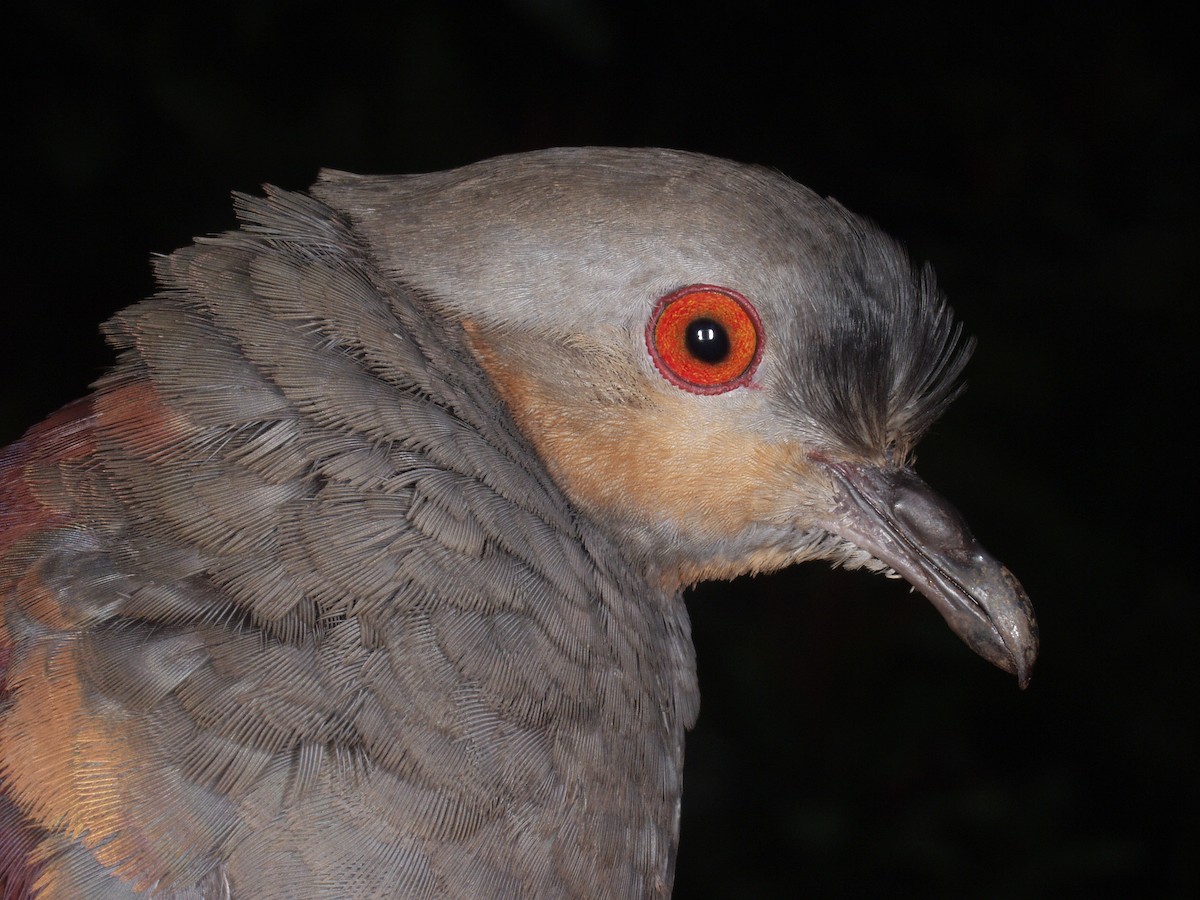 Crested Quail-Dove - ML640447016