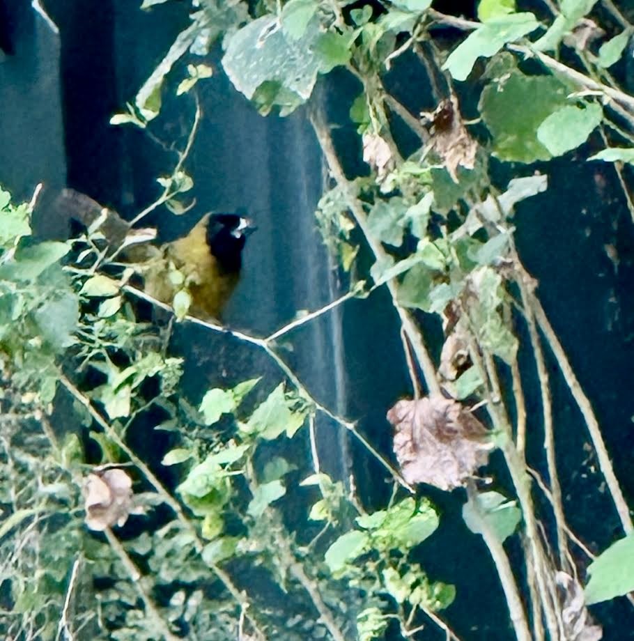 Crimson-collared Grosbeak - ML640447058