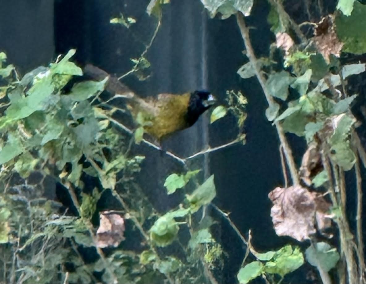 Crimson-collared Grosbeak - ML640447068