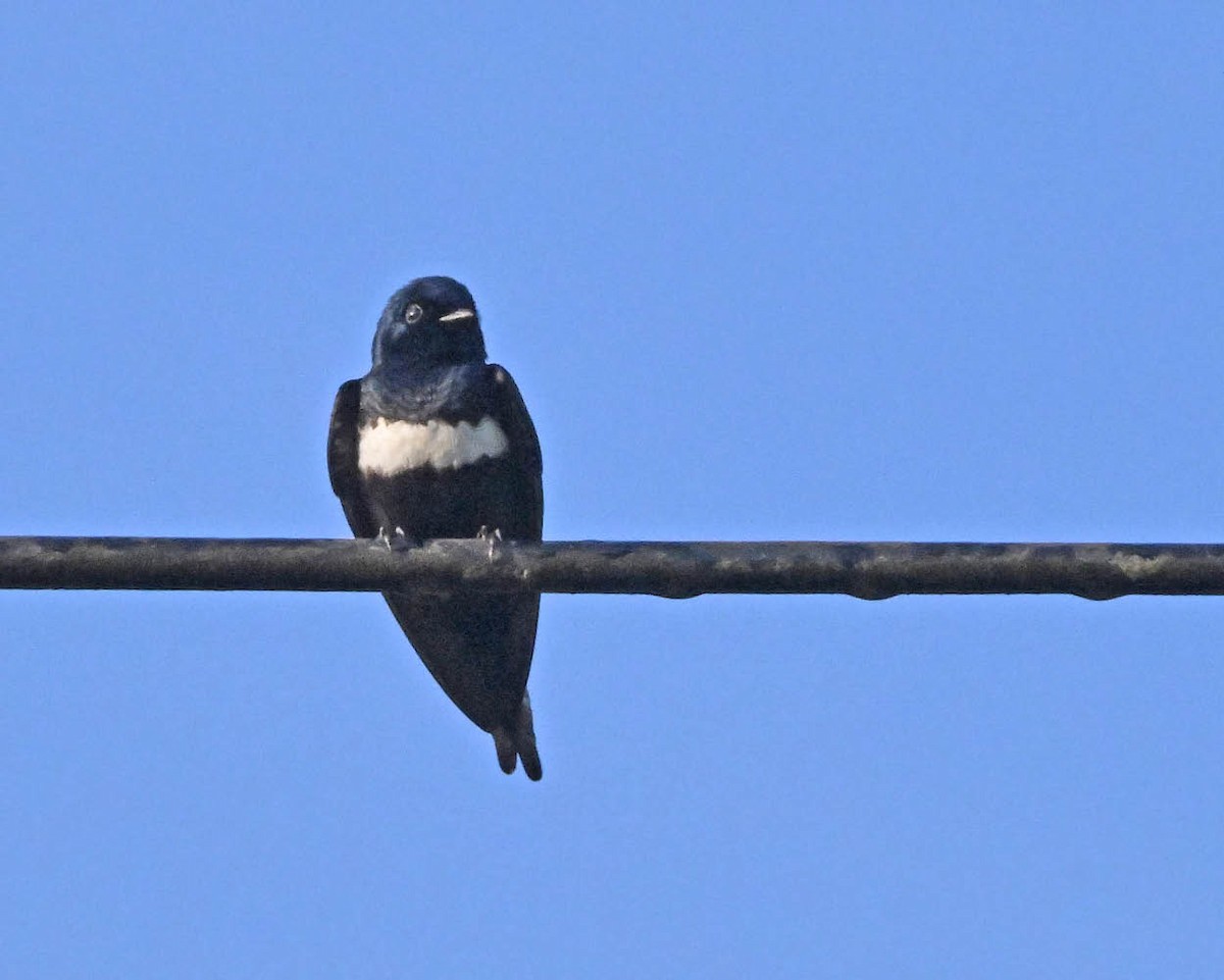 Golondrina Fajiblanca - ML640447081