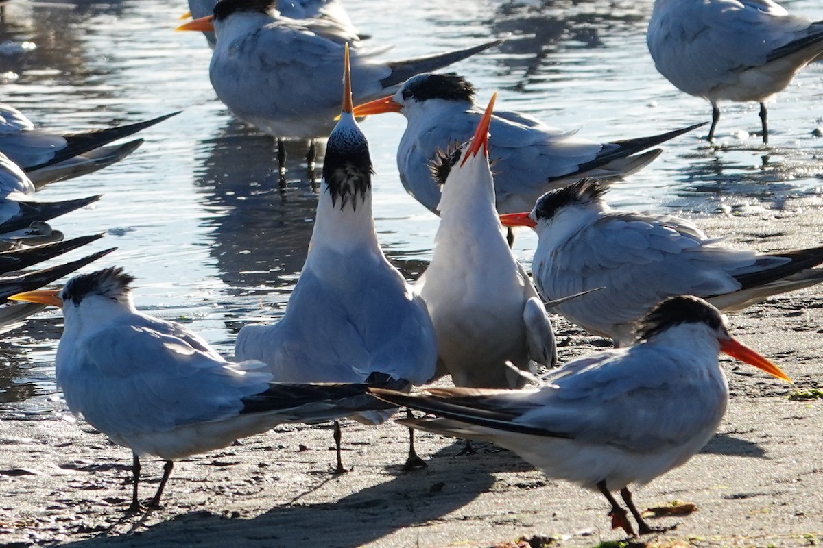Elegant Tern - ML640447123