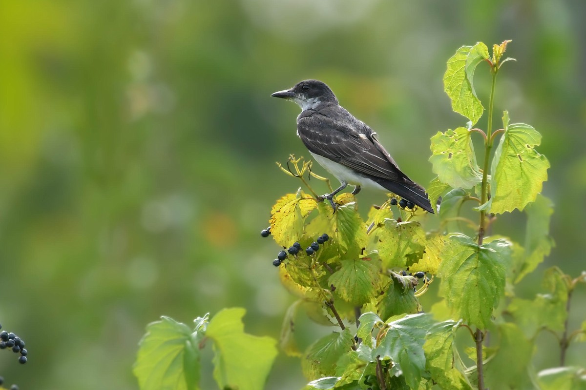 Eastern Kingbird - ML640447168