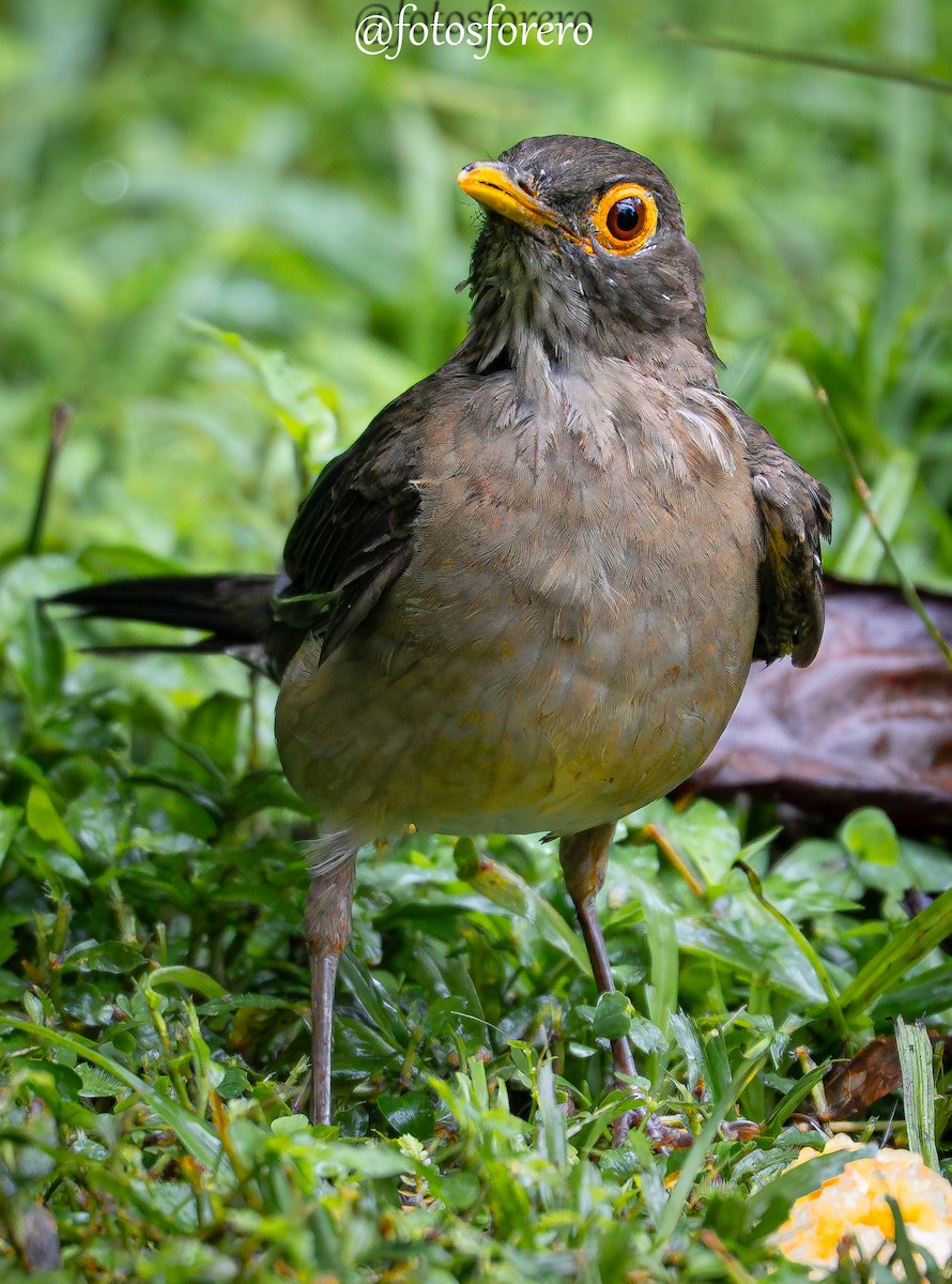 Spectacled Thrush - ML640447175