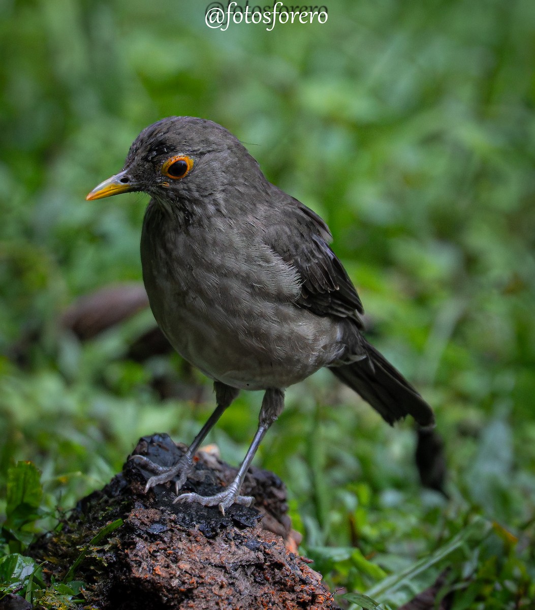Spectacled Thrush - ML640447176