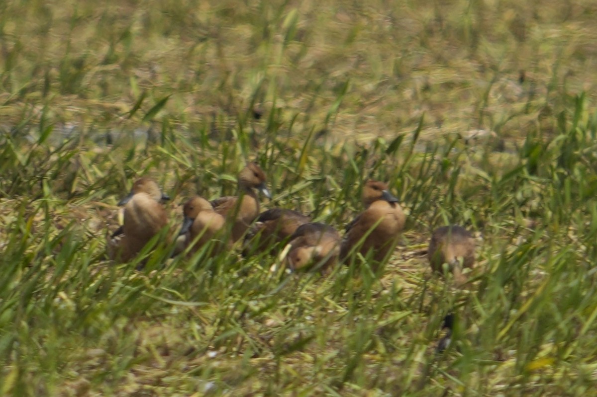 Fulvous Whistling-Duck - ML640447178