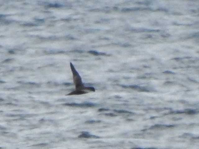 Short-tailed Shearwater - ML640447187