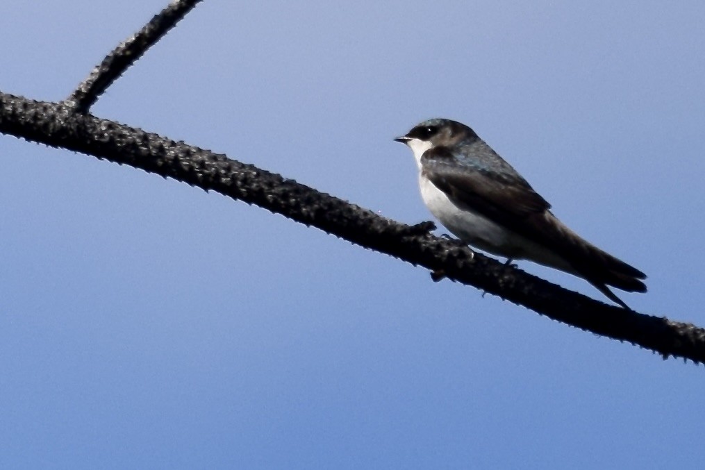 Tree Swallow - ML640447257