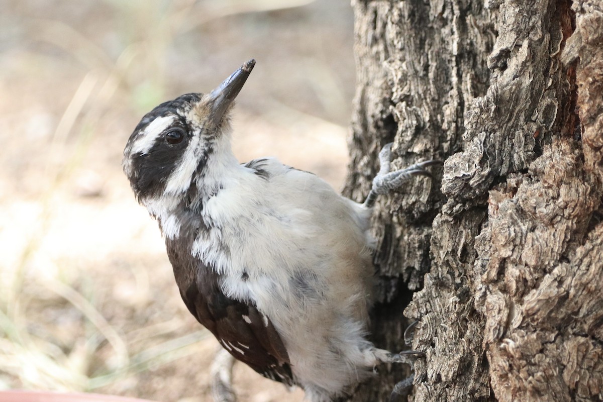 Hairy Woodpecker - ML640447289