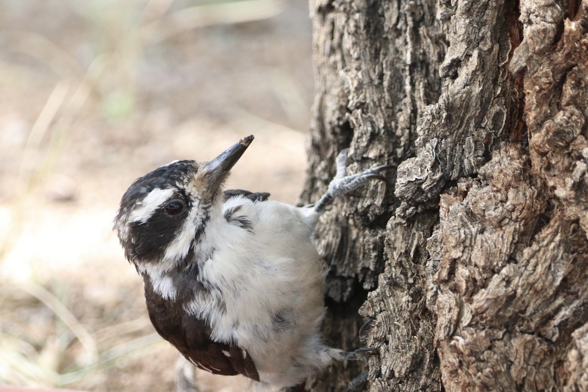 Hairy Woodpecker - ML640447290