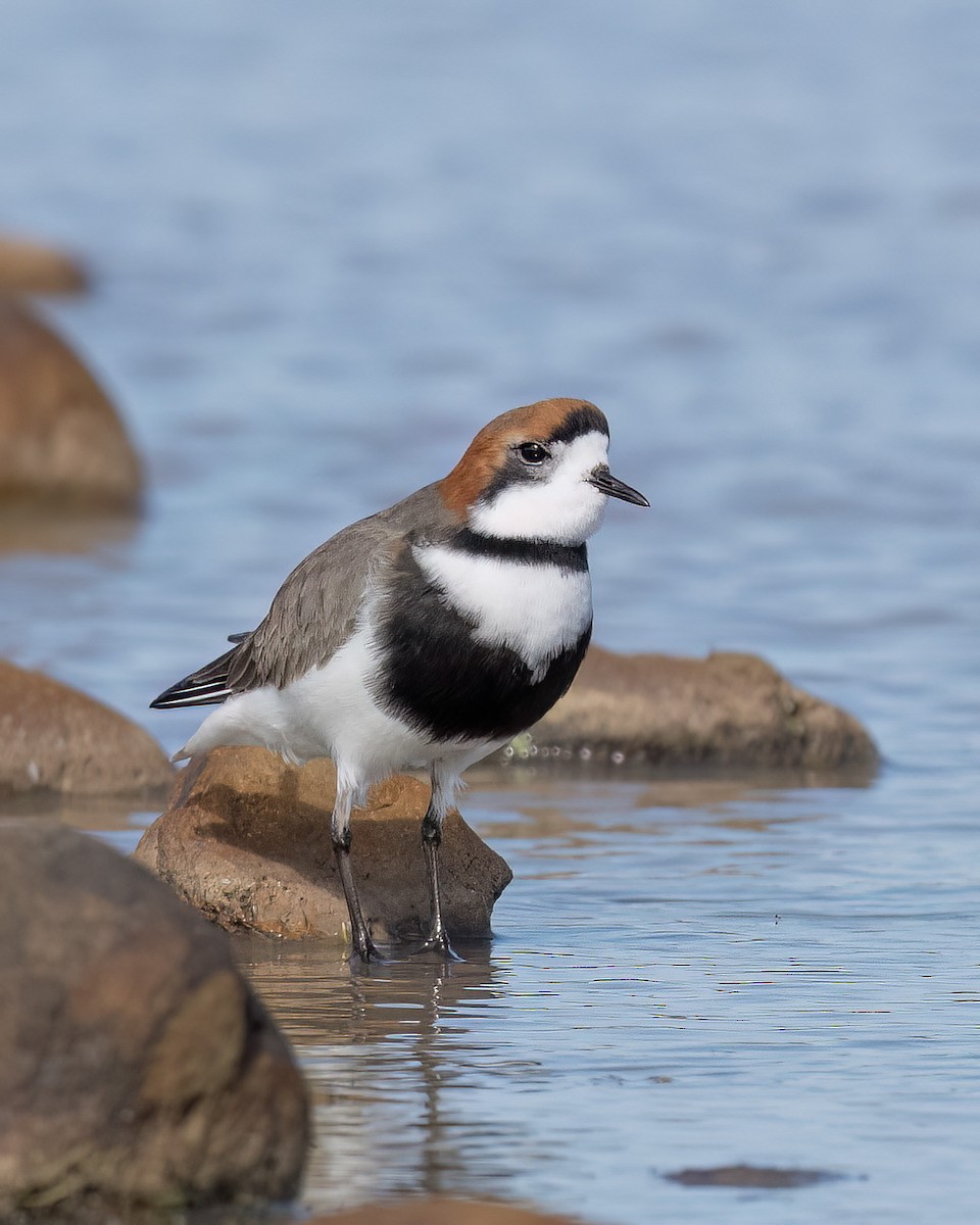Two-banded Plover - ML640447431