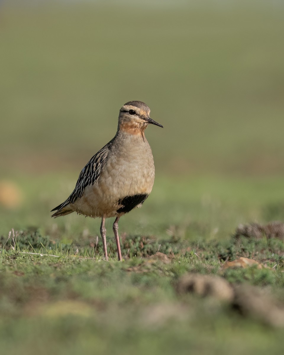 Tawny-throated Dotterel - ML640447442