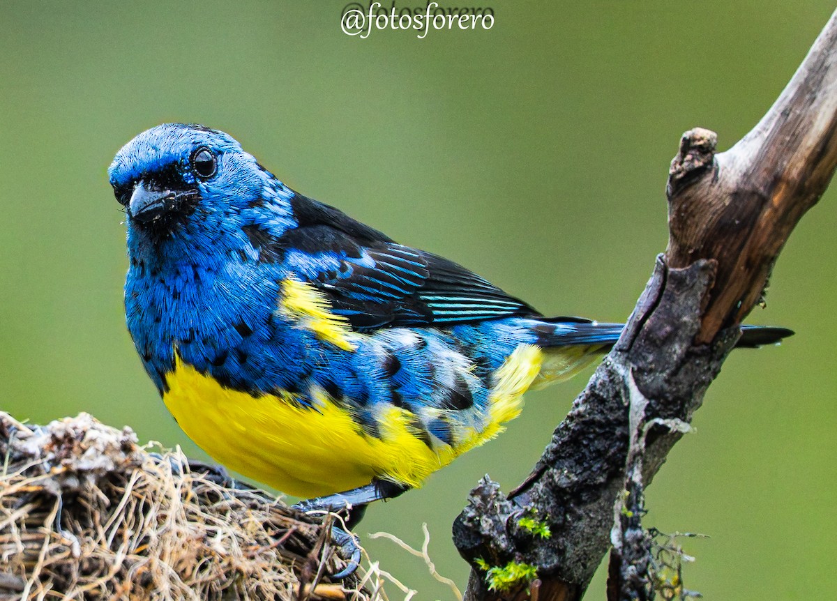 Turquoise Tanager - ML640447444