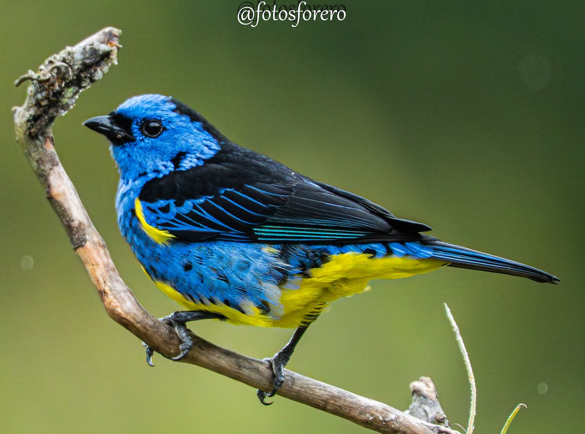 Turquoise Tanager - ML640447445