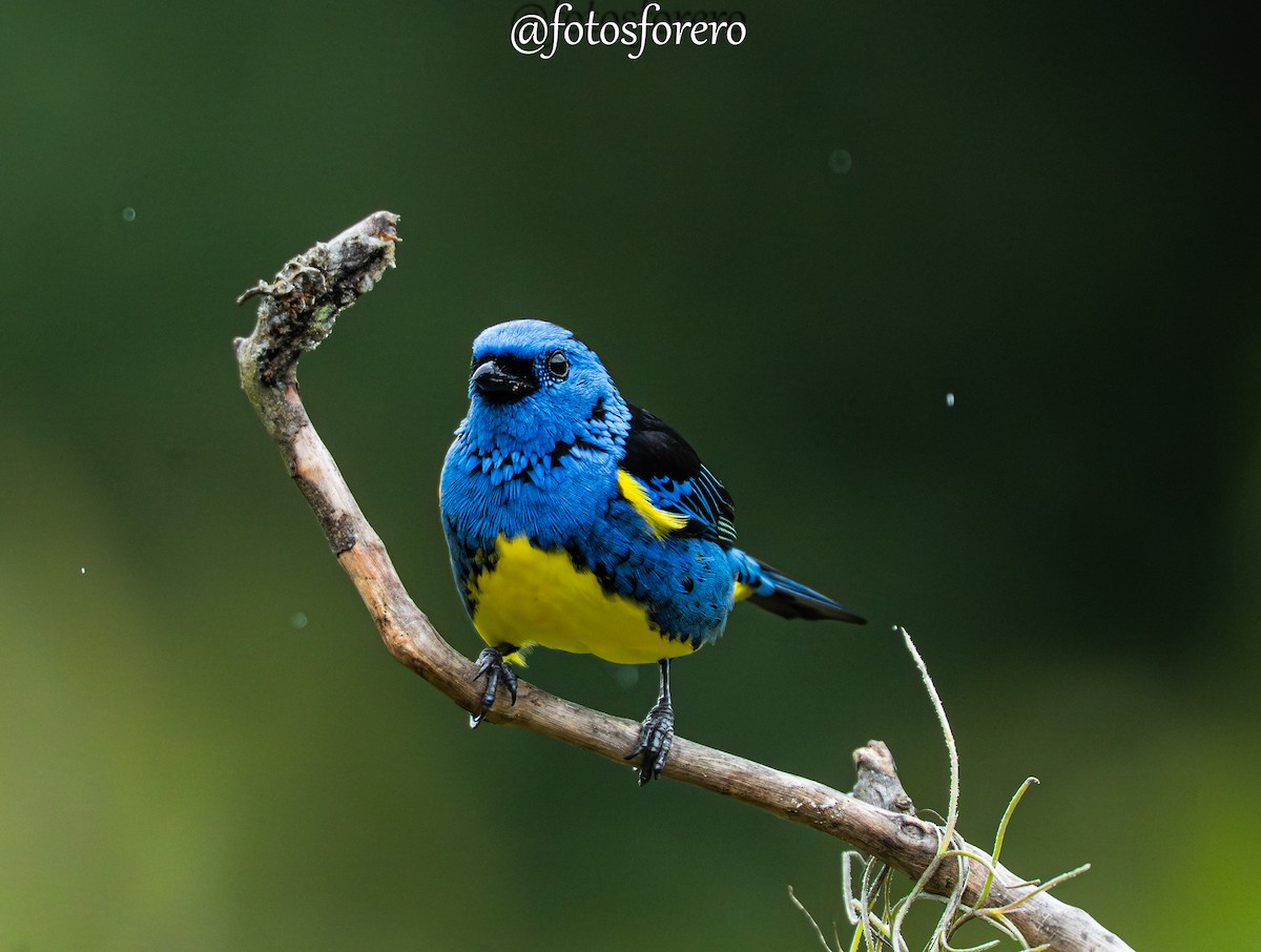 Turquoise Tanager - ML640447446