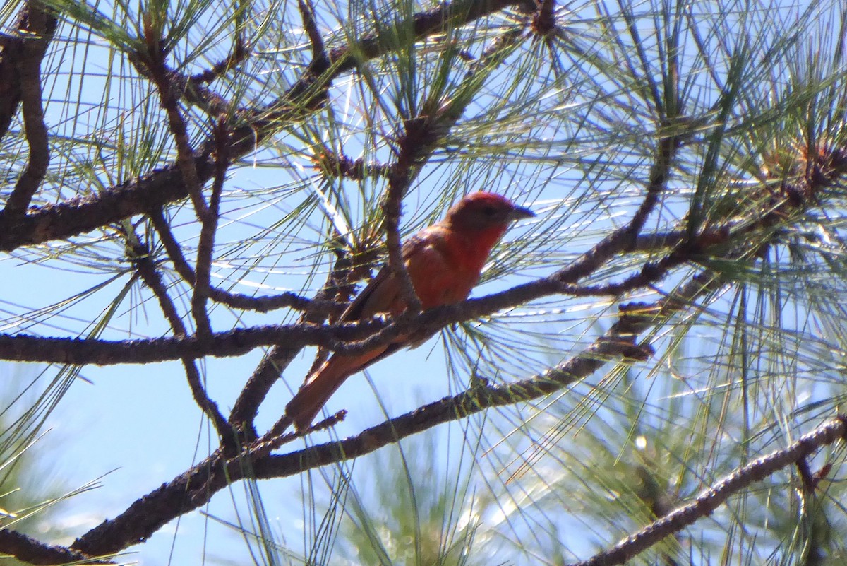 Hepatic Tanager - ML640447456