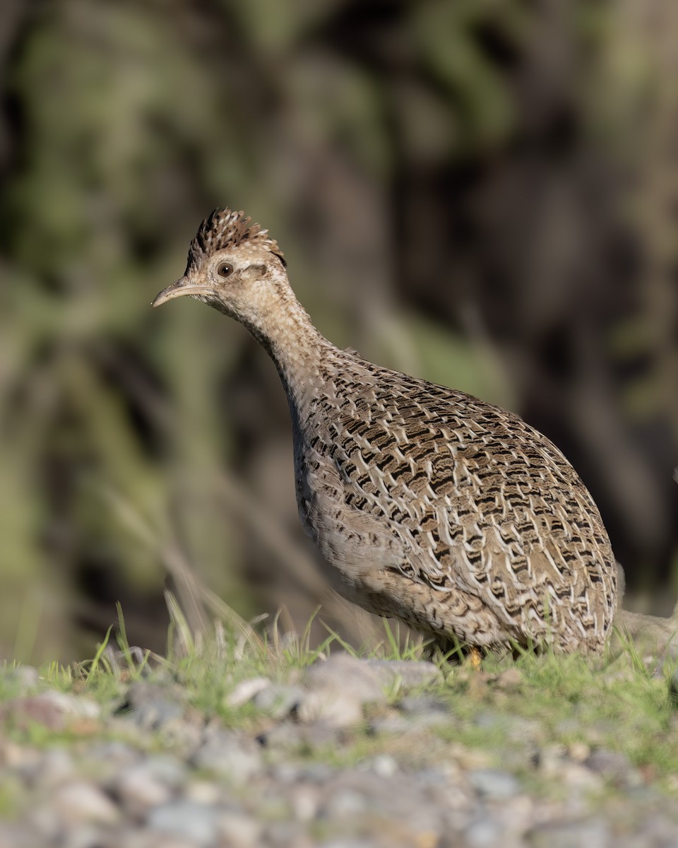 Chilean Tinamou - ML640447474