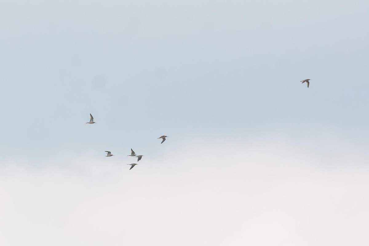 Stilt Sandpiper - ML640447481