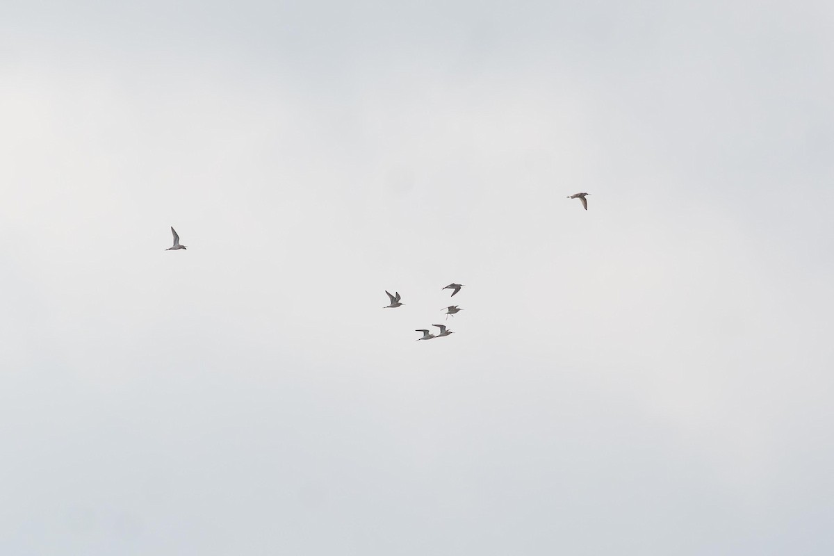 Stilt Sandpiper - ML640447482