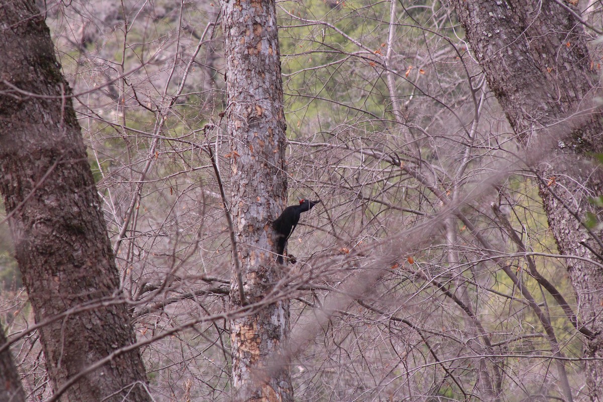 Magellanic Woodpecker - ML640447489