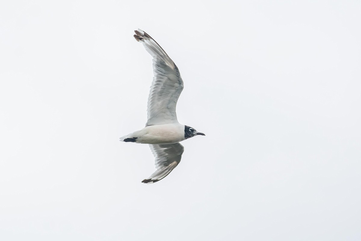 Franklin's Gull - ML640447490