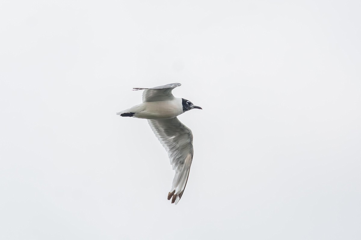 Franklin's Gull - ML640447491