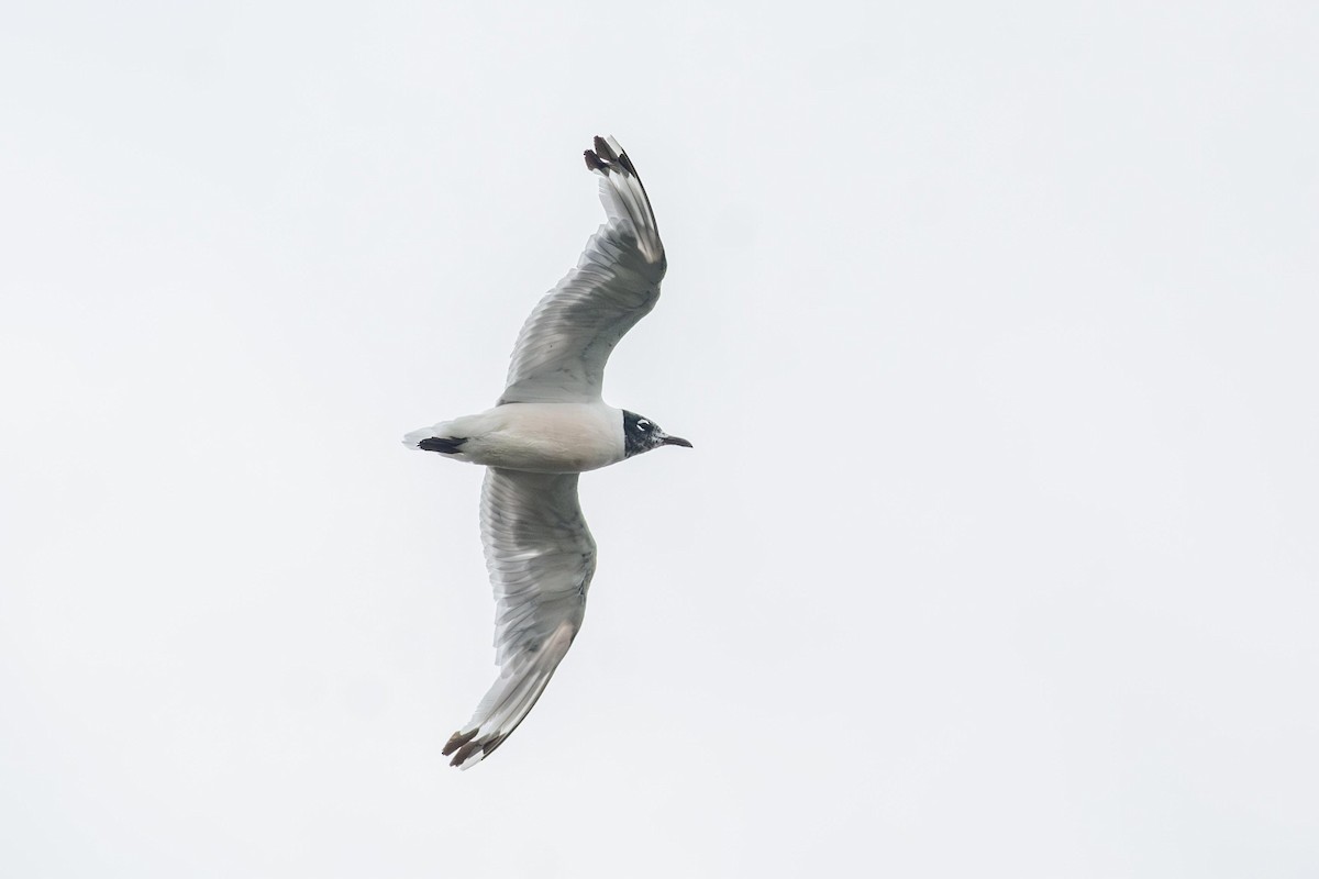 Franklin's Gull - ML640447492