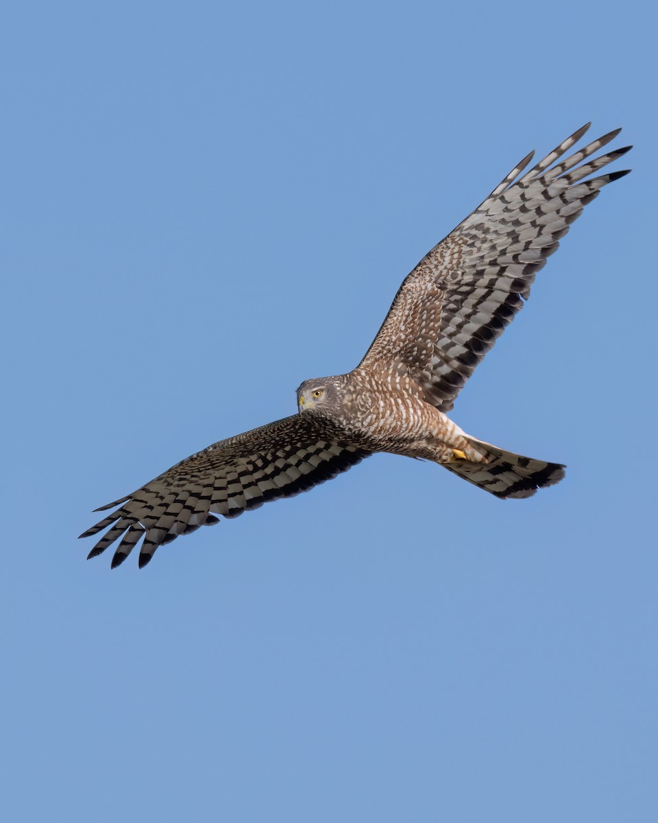 Cinereous Harrier - ML640447494