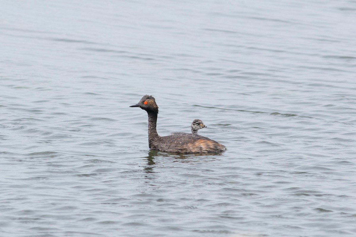 Eared Grebe - ML640447508