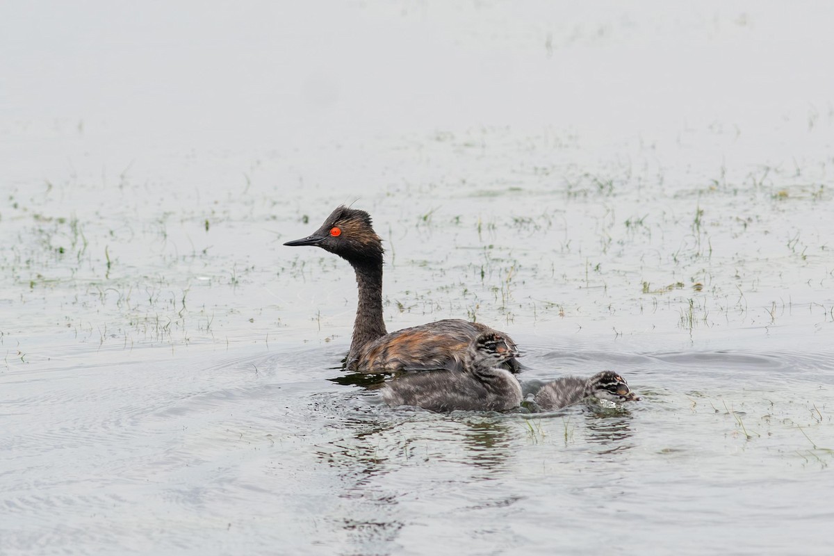 Eared Grebe - ML640447509