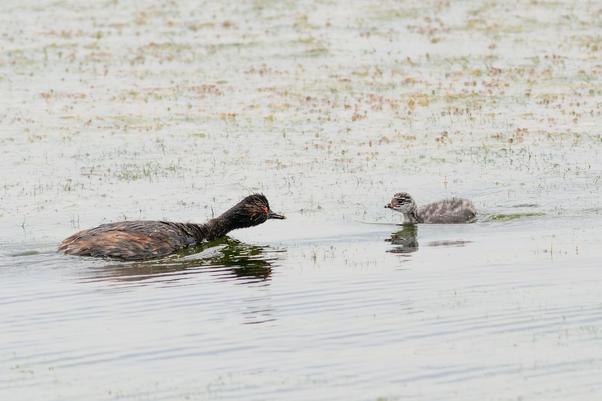 Eared Grebe - ML640447510