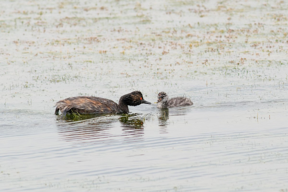 Eared Grebe - ML640447511