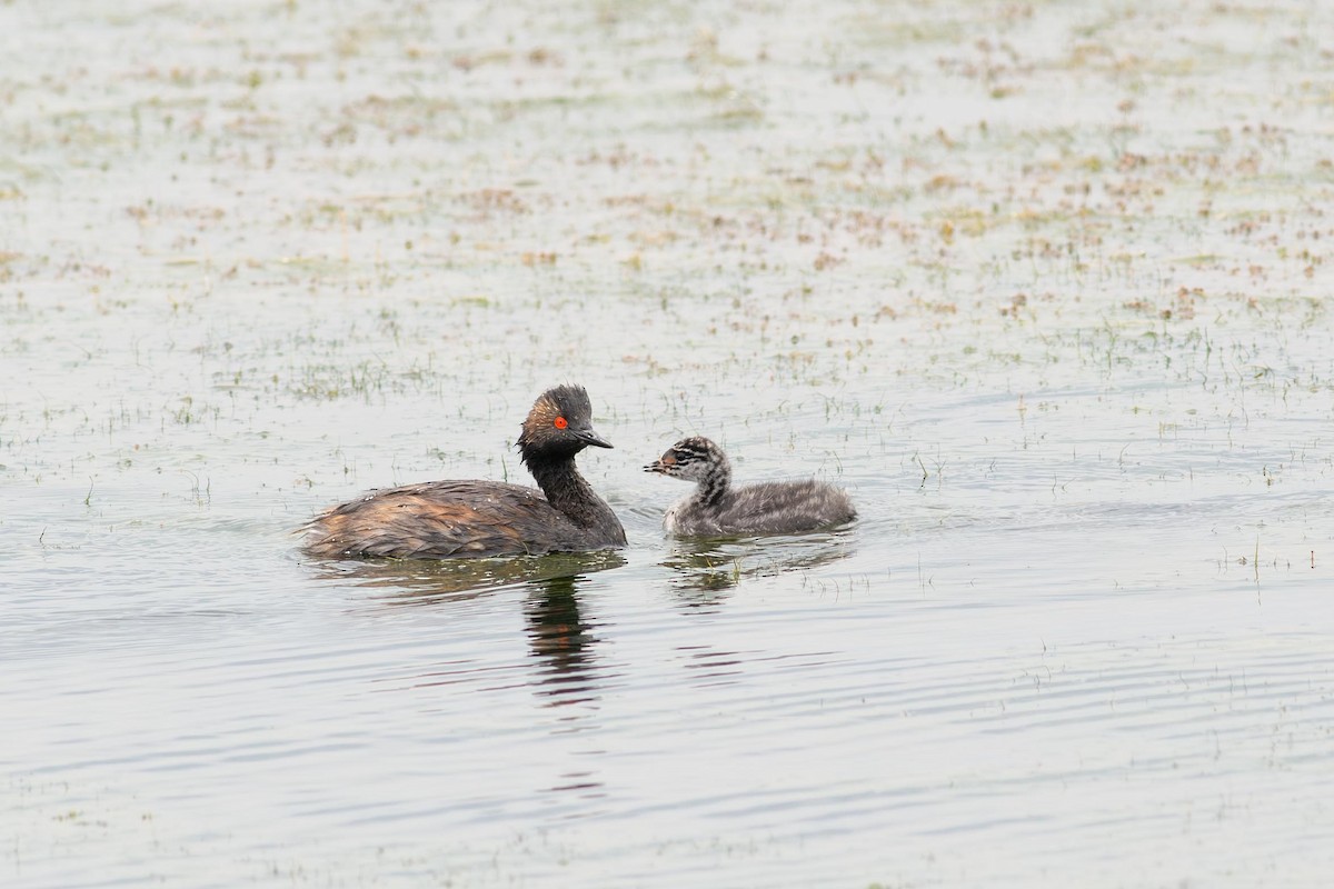 Eared Grebe - ML640447513