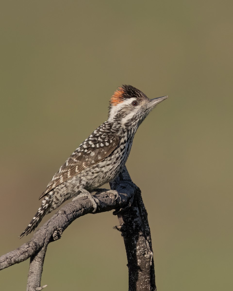 Striped Woodpecker - ML640447516