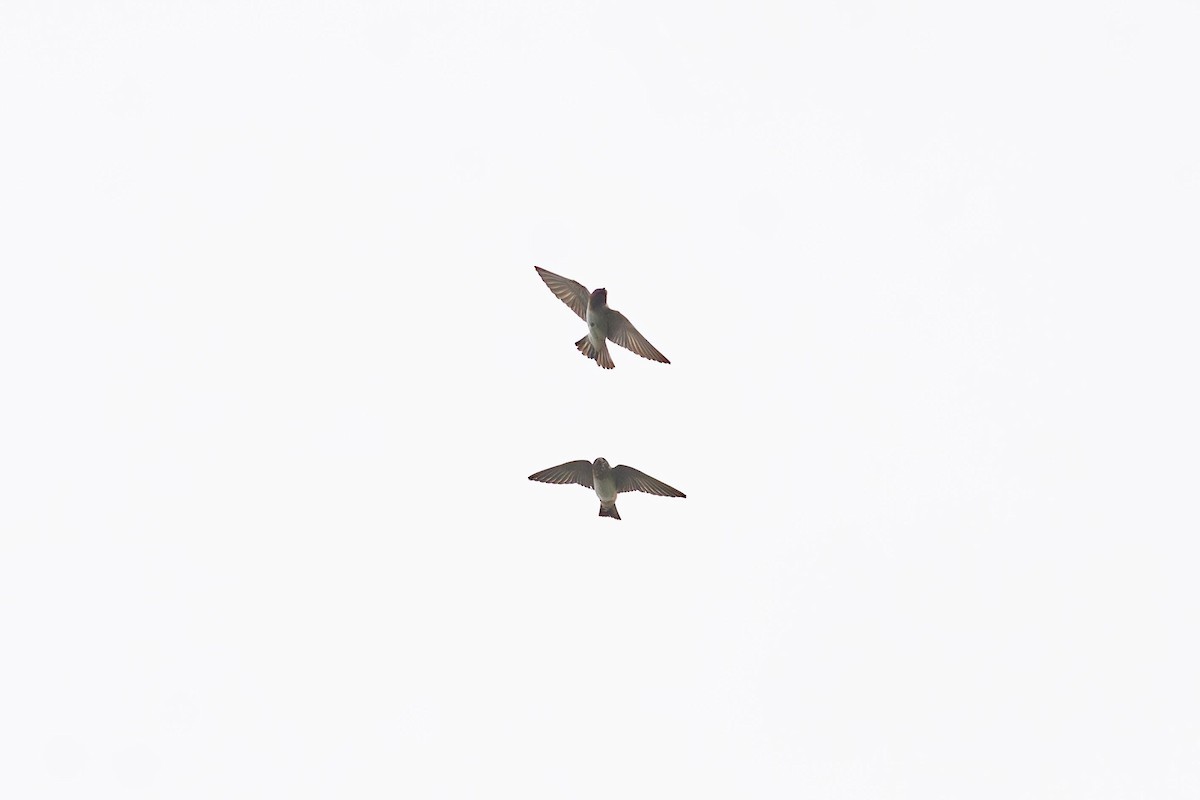 Cliff Swallow - ML640447521