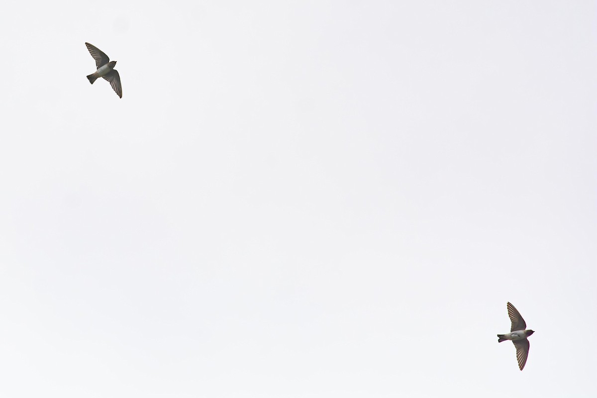 Cliff Swallow - ML640447522