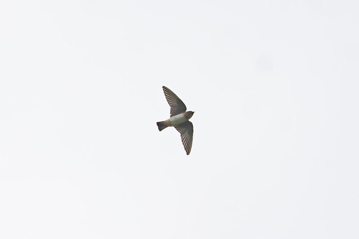 Cliff Swallow - ML640447523