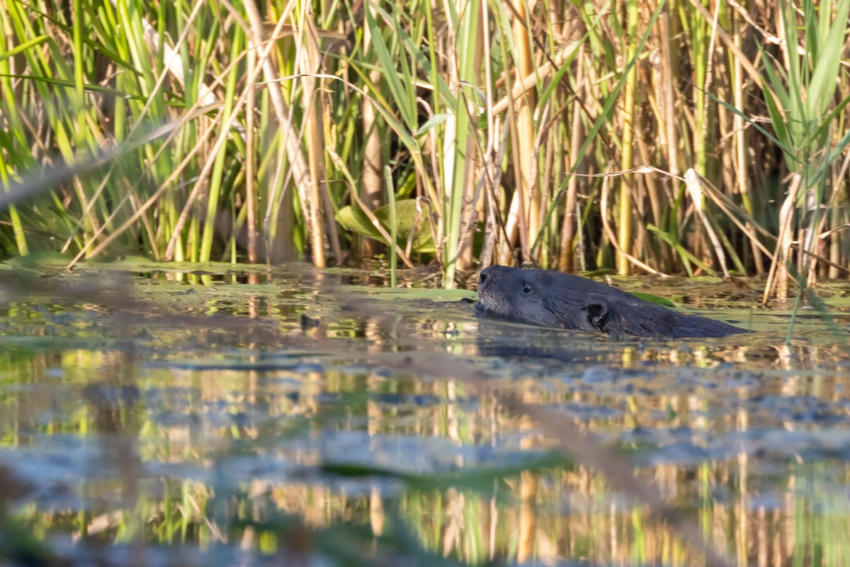 Lontra canadese - ML640447530