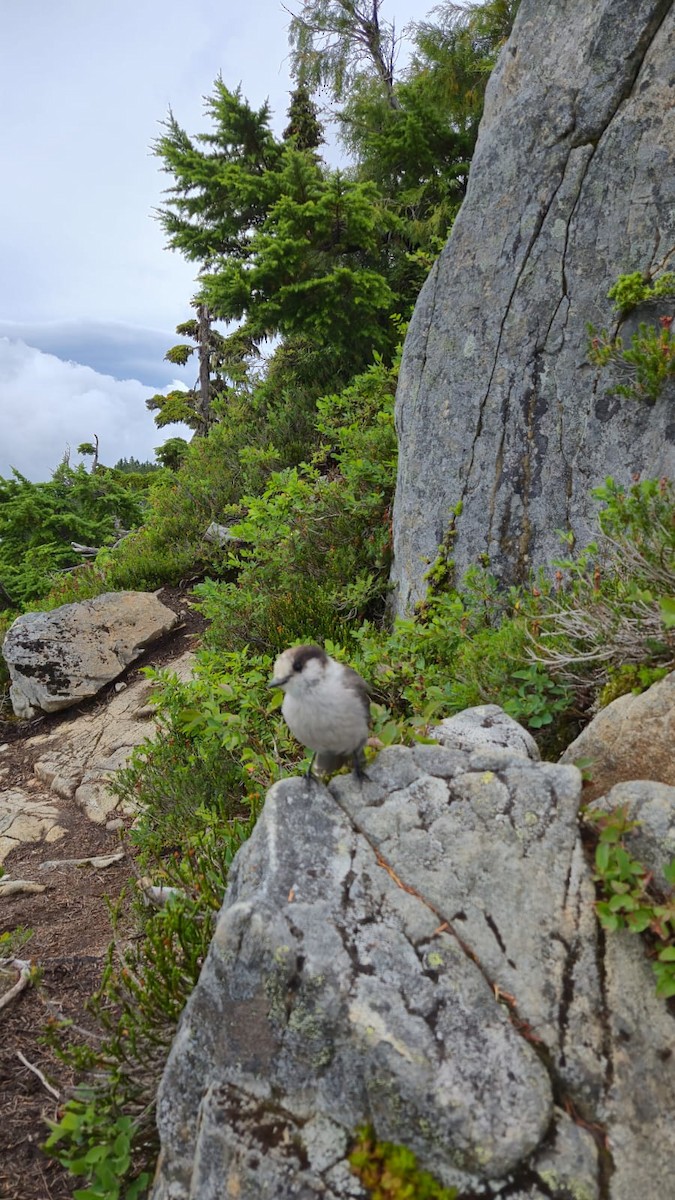 Canada Jay - ML640447533