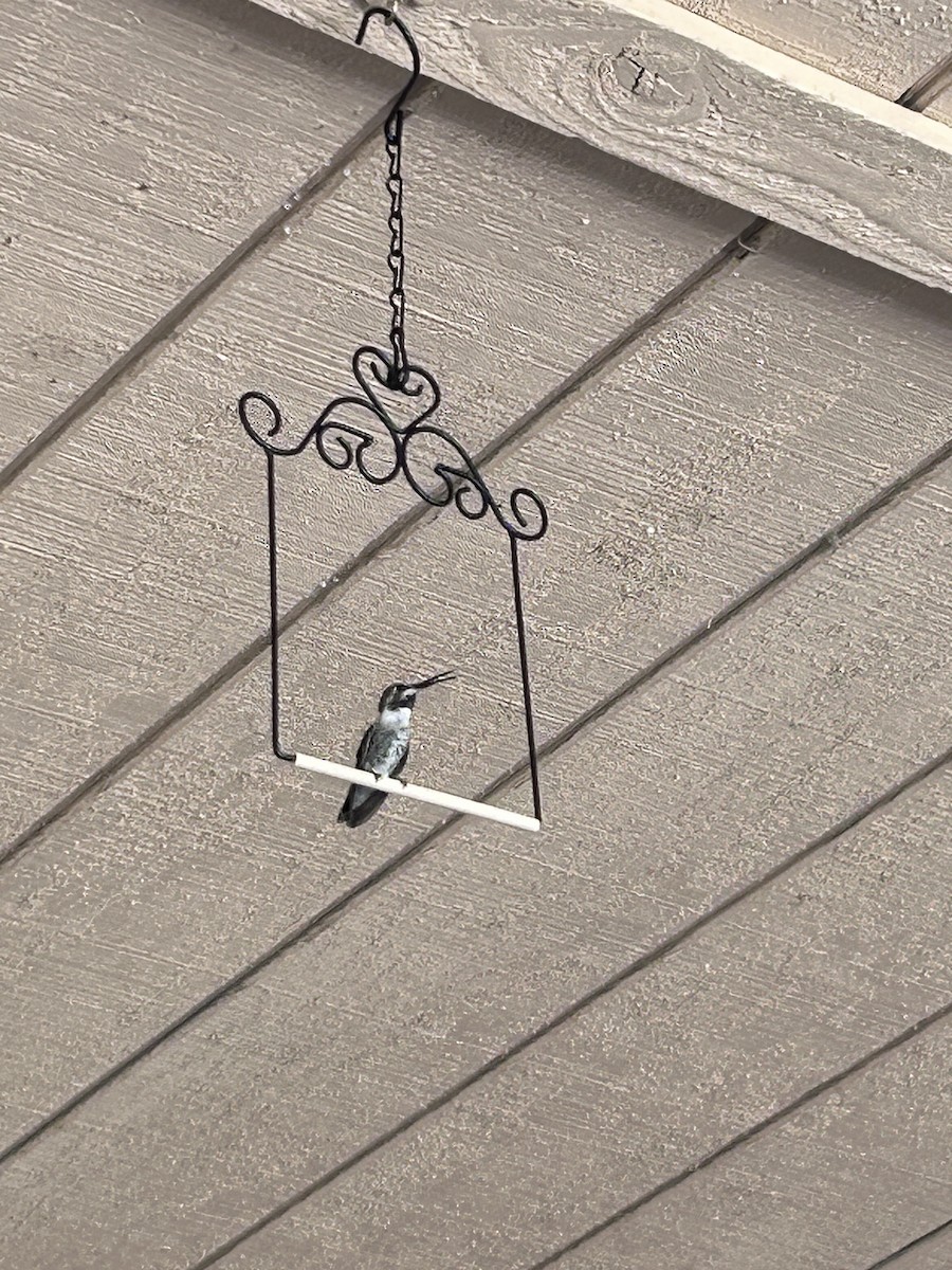 Costa's Hummingbird - ML640447570