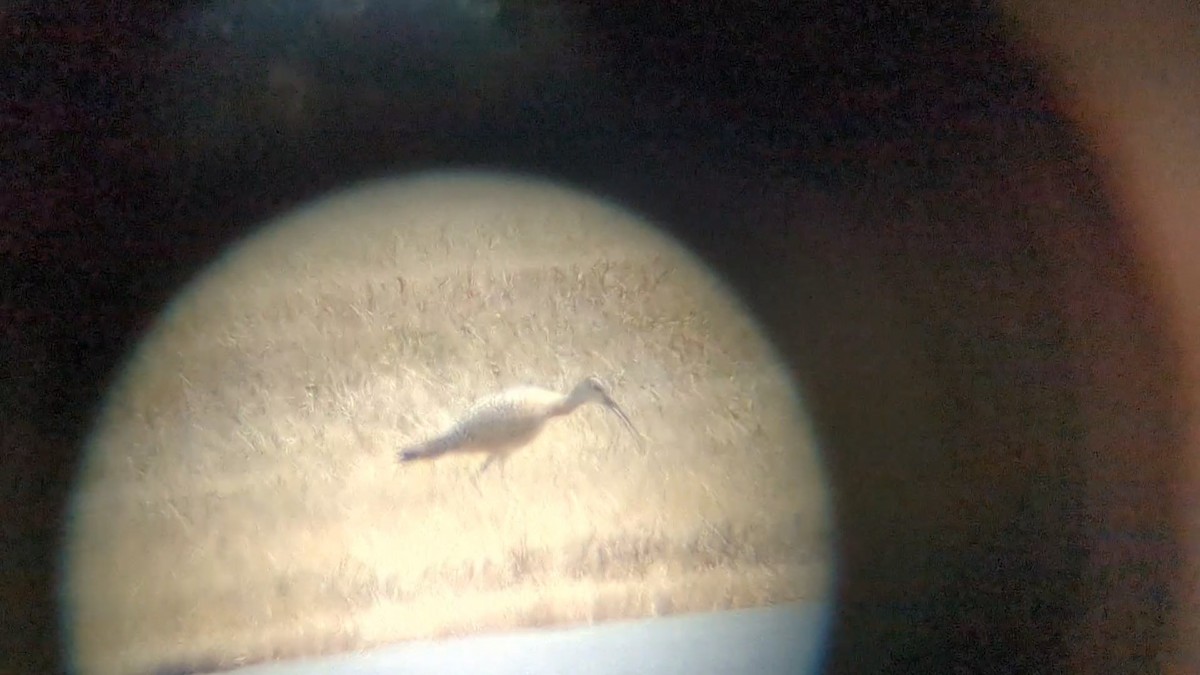 Long-billed Curlew - ML640447589