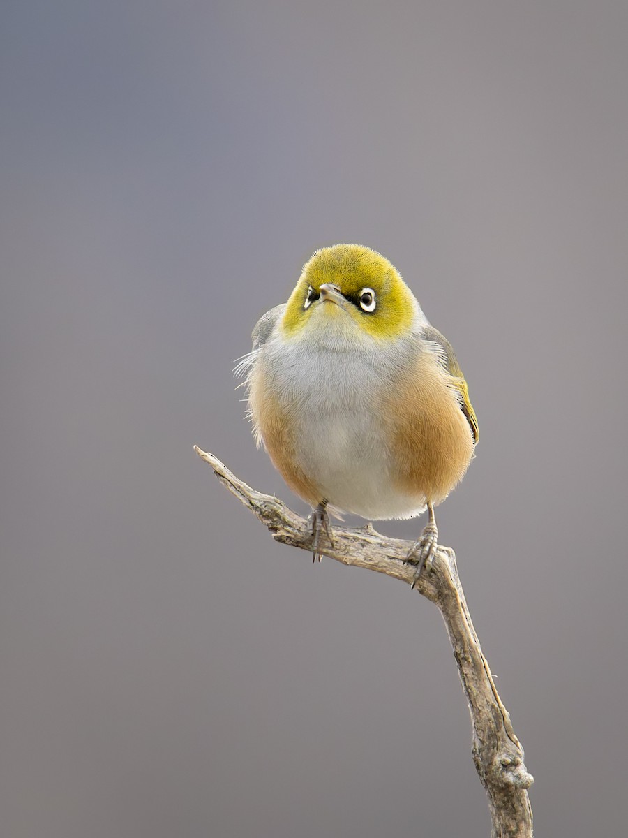 Silvereye - ML640447615