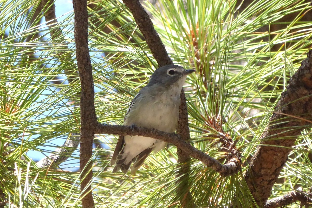 Plumbeous Vireo - ML640447628