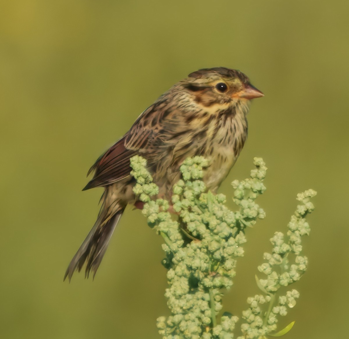 Savannah Sparrow - ML640447639