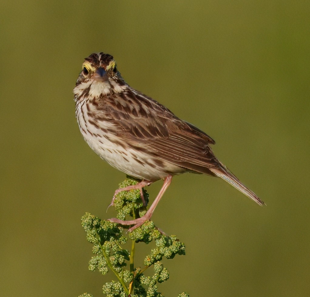 Savannah Sparrow - ML640447640