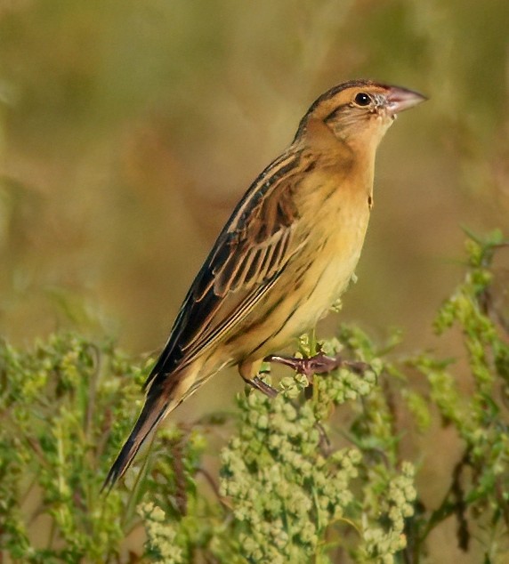 Bobolink - ML640447647