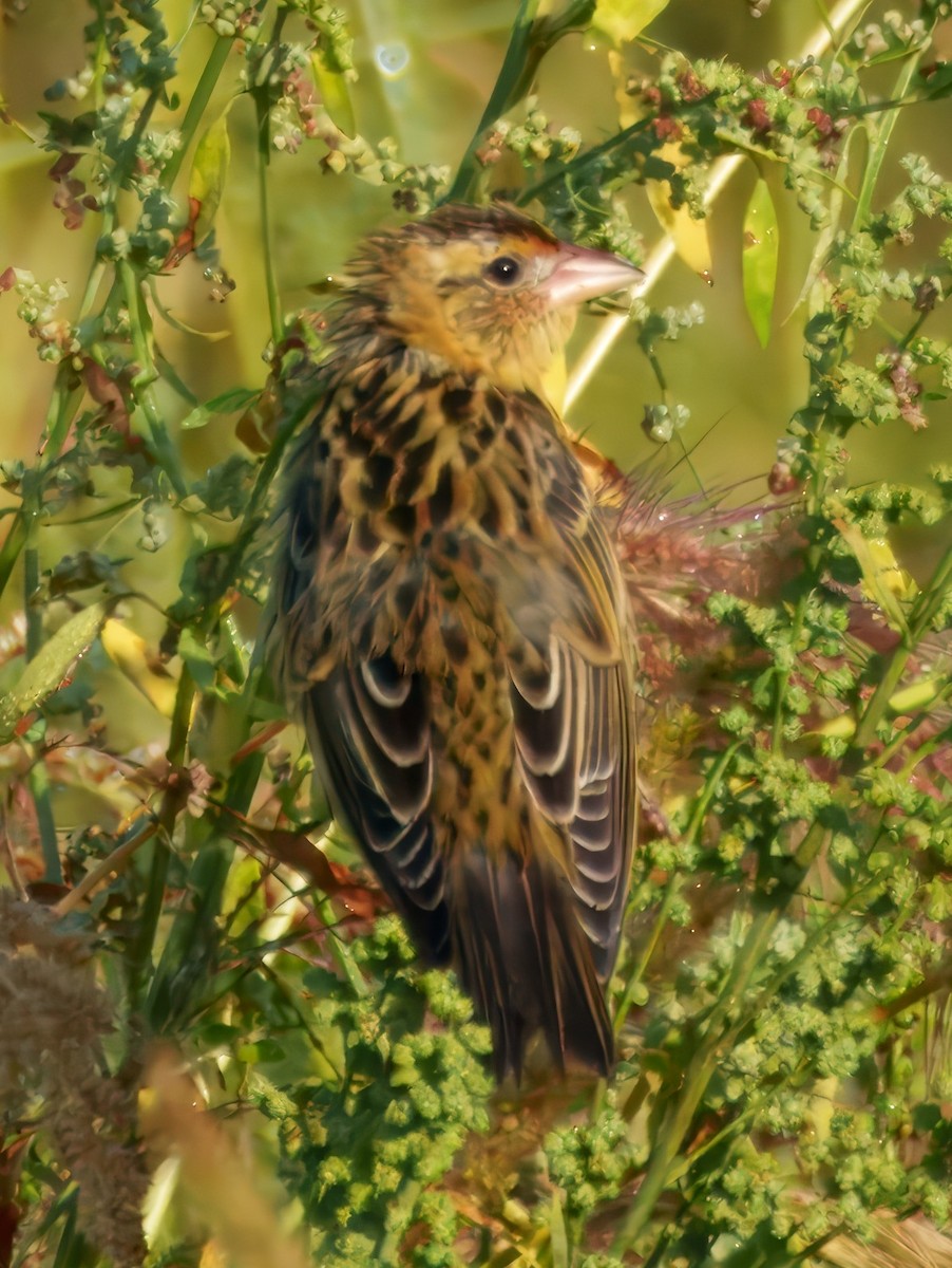 Bobolink - ML640447648
